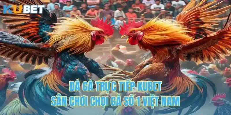 đá gà trực tiếp tại kubet